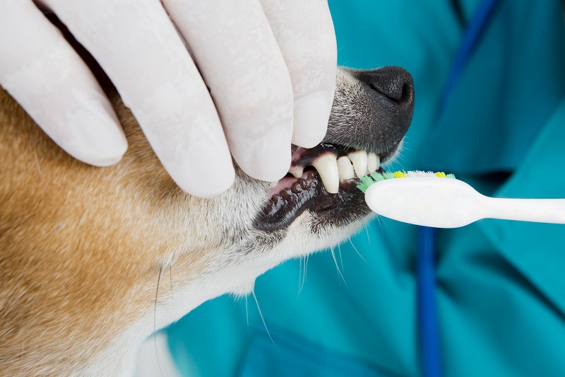 The Importance of Pet Dental Health